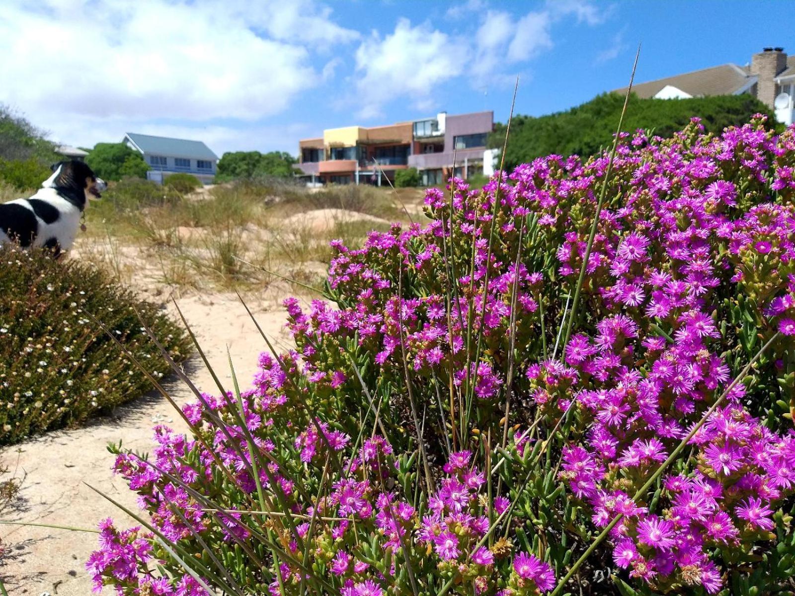 Absolute Beach Accommodation Stompneusbaai Extérieur photo